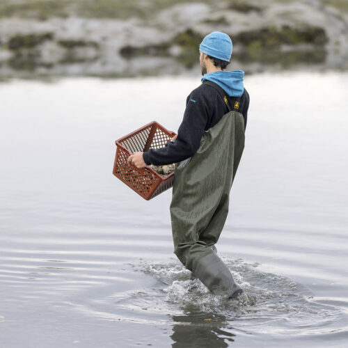 Guy Cotten Waterproof PVC Chest Waders In Use Oyster Farm